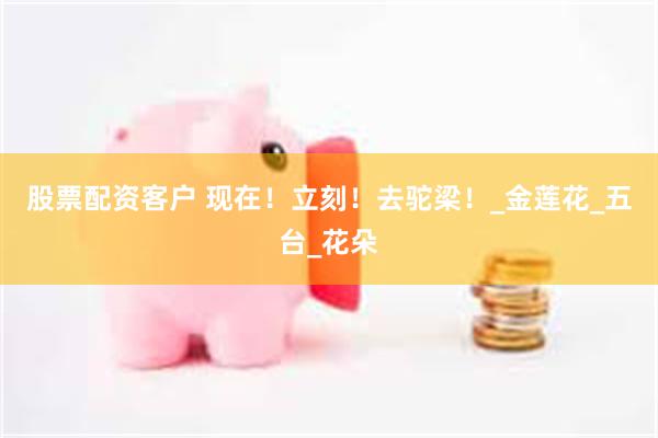 股票配资客户 现在！立刻！去驼梁！_金莲花_五台_花朵