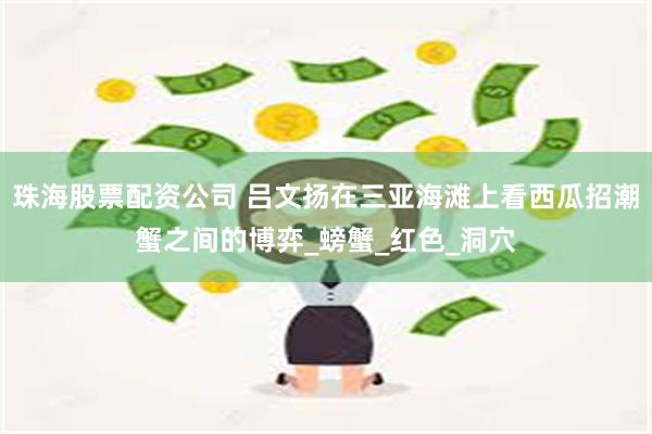 珠海股票配资公司 吕文扬在三亚海滩上看西瓜招潮蟹之间的博弈_螃蟹_红色_洞穴